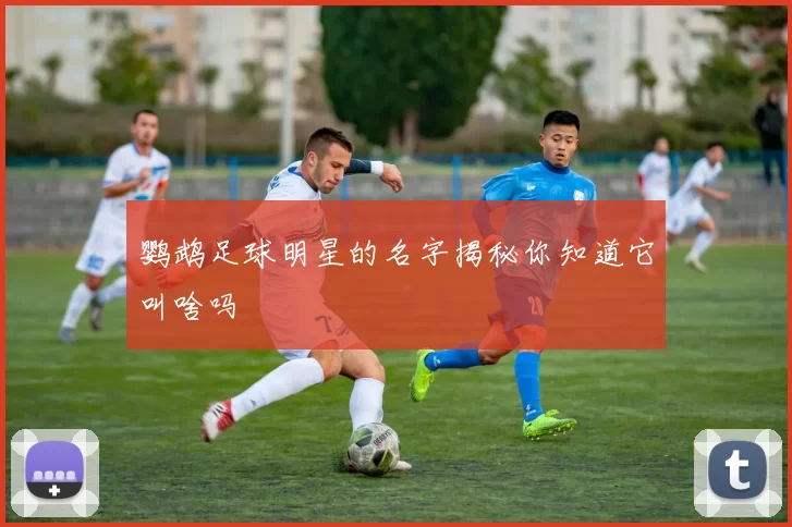 鹦鹉足球明星的名字揭秘你知道它叫啥吗